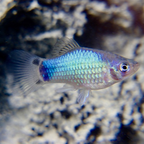 Xiphophorus maculatus - Platy blue M